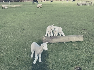 Spring at Mill Creek Cottage