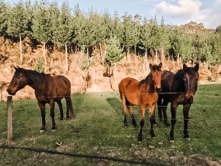 Horses on the farm