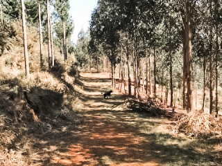 Forestry walk on the property