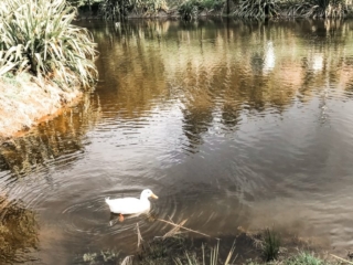 A lone duck having a swim on the pond