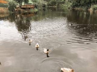There are ducks living on the property
