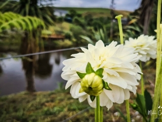 White dahlias by the pond