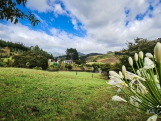 View of the cottage from the paddock